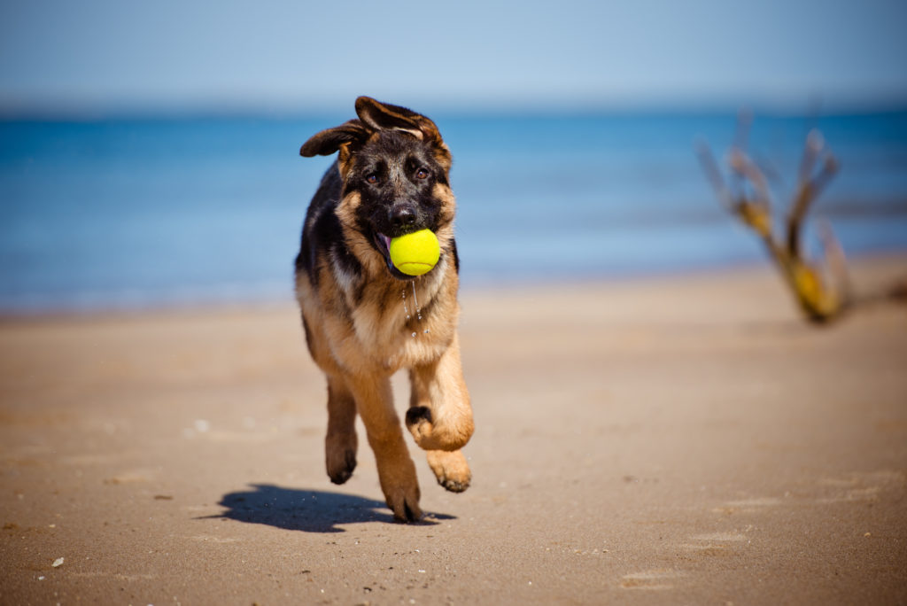 deutscher schäferhund mit ball am hundestrand