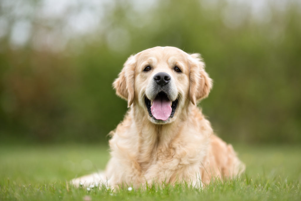 golden retriever im garten