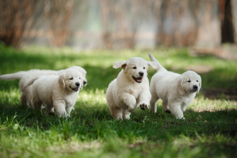 golden retriever welpen am welpenspielstunde