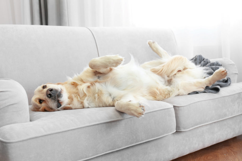 hund im wohnung