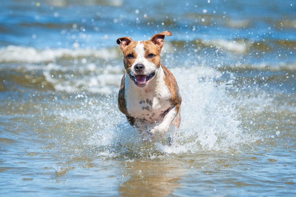 hund läuft durchs wasser