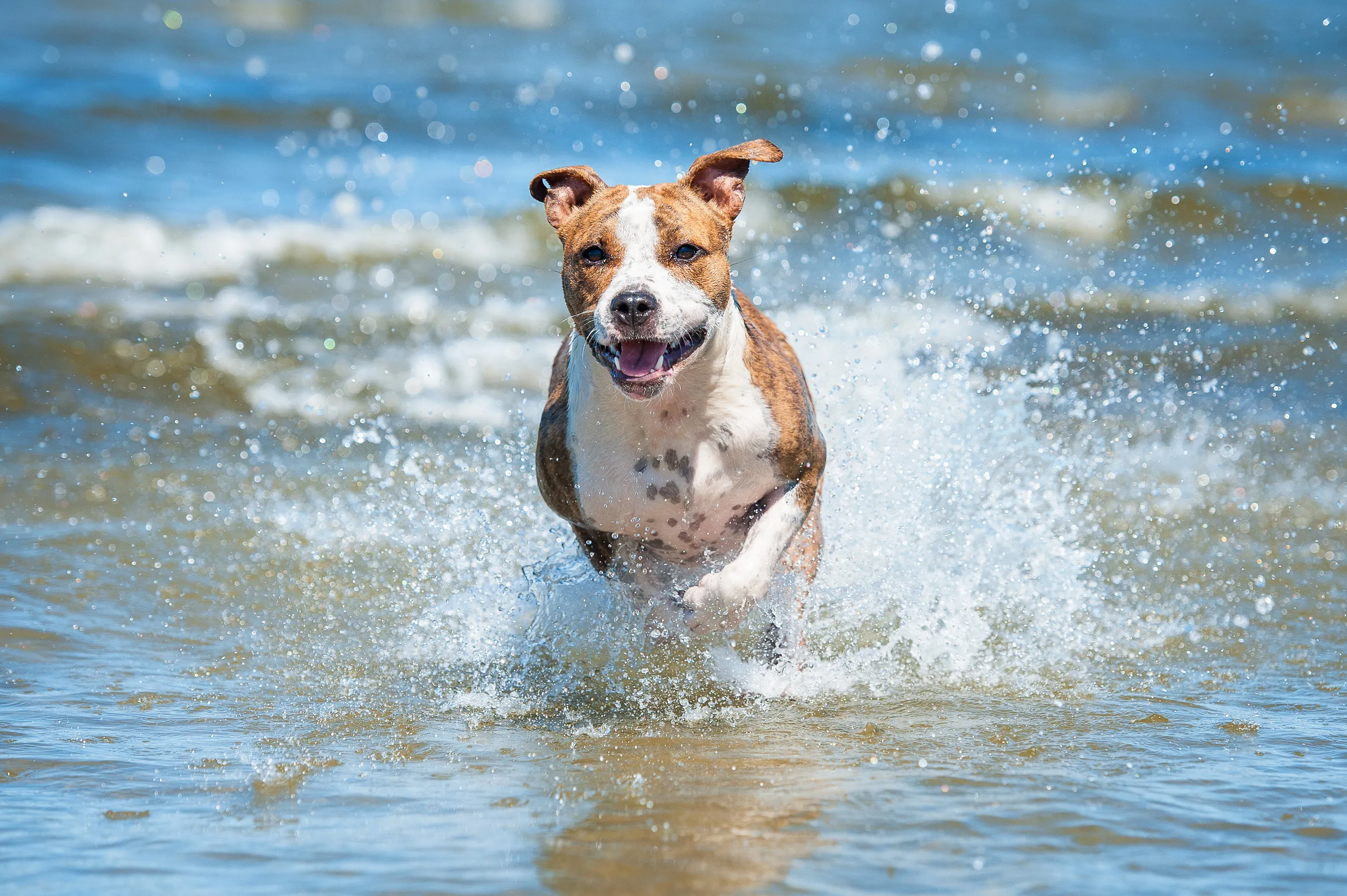 hund läuft durchs Meer am Hundestrand