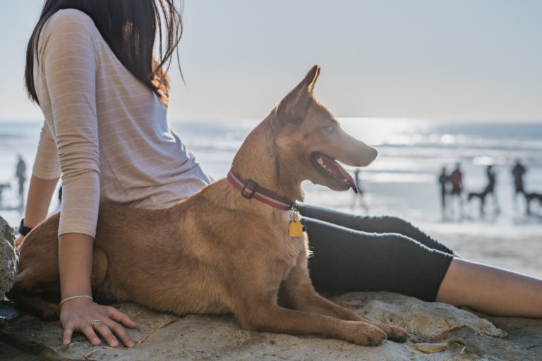 hund mit frau am hundestrand