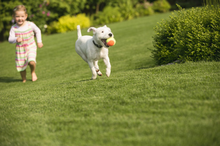 hund mit kind im grass