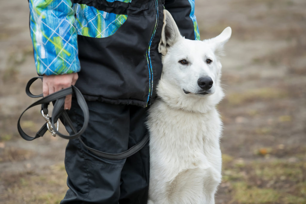 hundetrainer agility mit schäferhund