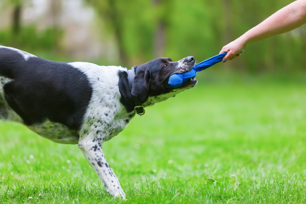 hundetræner med hund hundetræner med hund