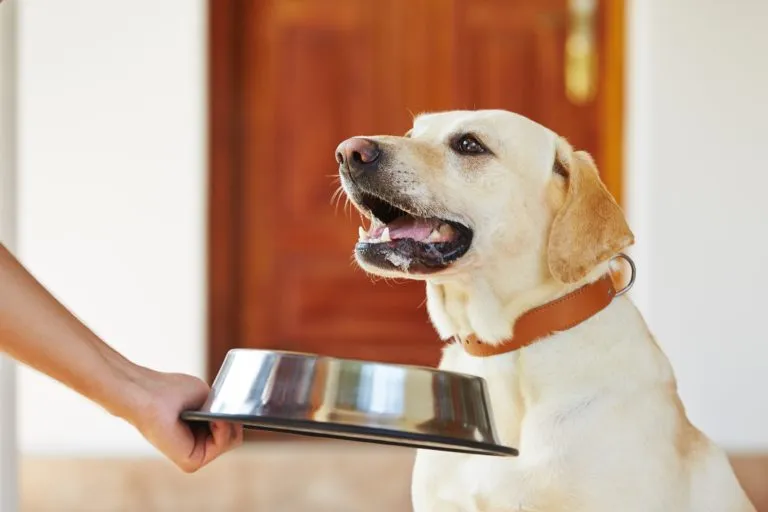 Ratgeber für kaltgepresstes Hundfutter