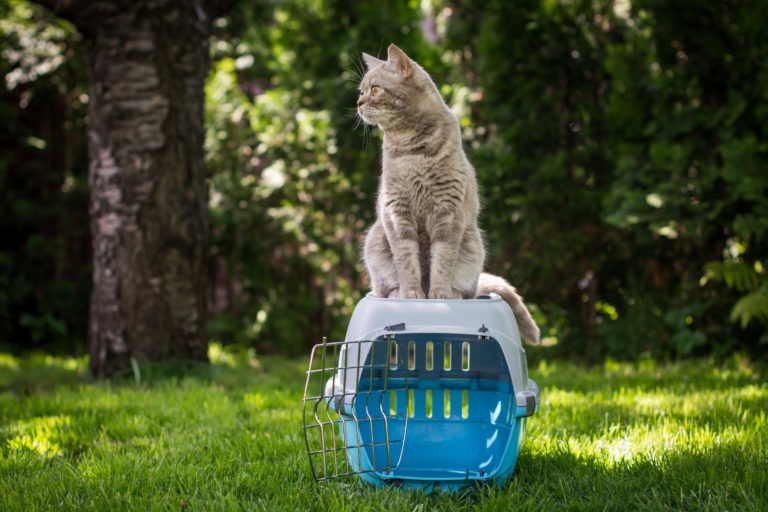 Katze auf Transportbox im Gras