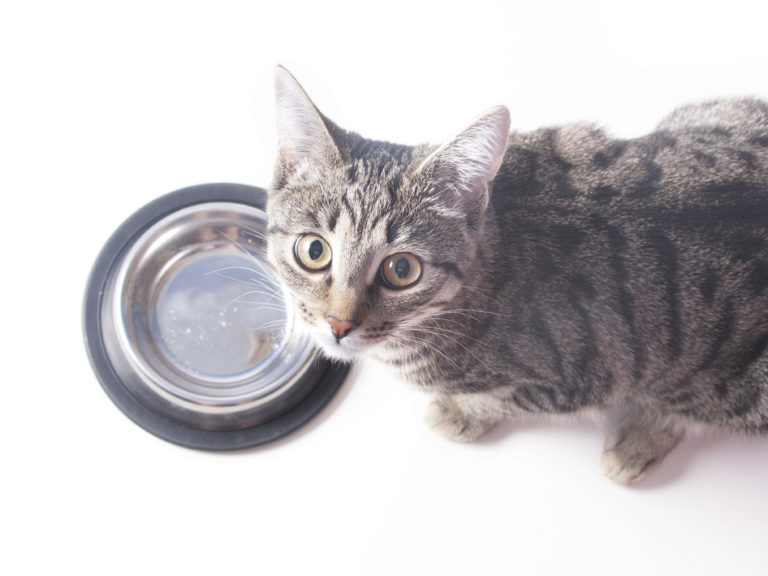 katze mit katzennapf