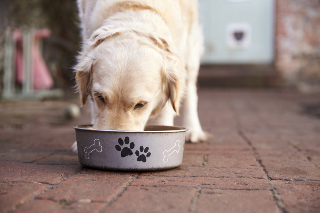 hund frisst aus fressnapf