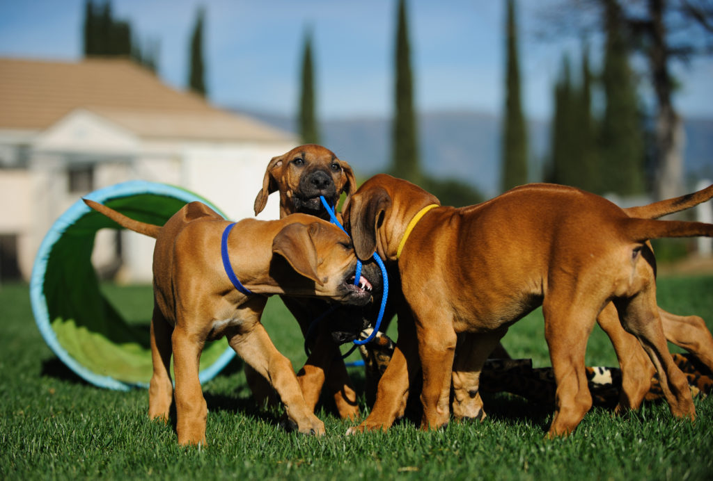 rhodesian ridgeback welpen am welpenspielstunde