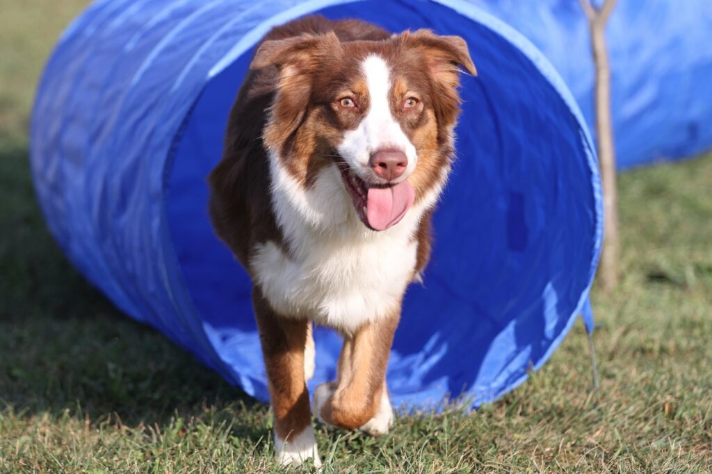 Hund läuft durch einen Degility Tunnel Hund Degility Tunnel
