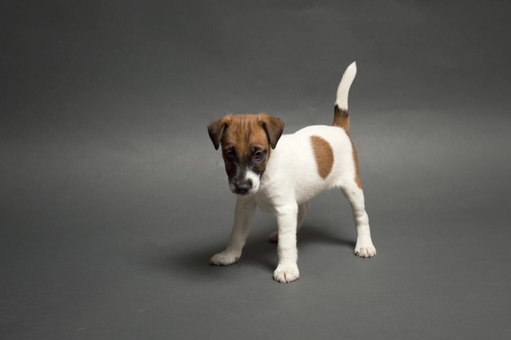 kleiner glatthaar foxterrier welpe vor grauem hintergrund