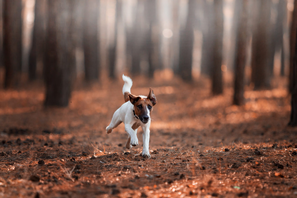 Glatthaar-Foxterrier erbst