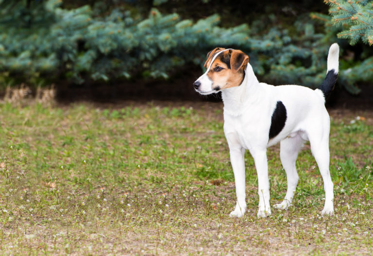 Glatthaar-Foxterrier im grass