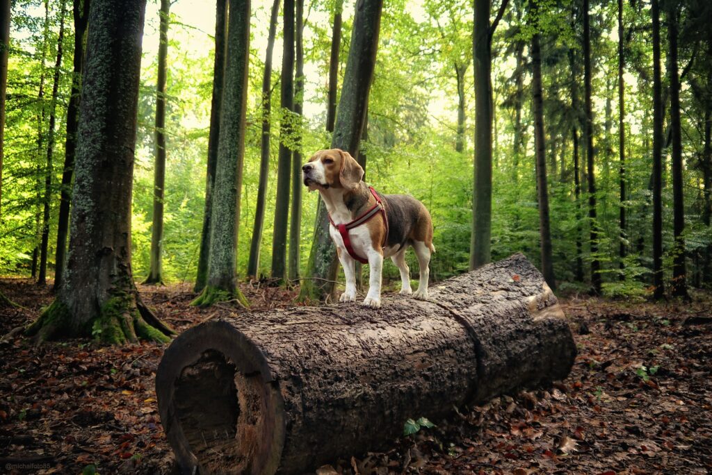 Beagle steht auf einem Baumstamm im Wald Hund Degility im Wald