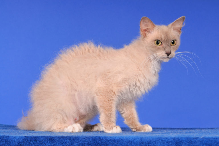 LaPerm Katze vor blauem Hinztergrund