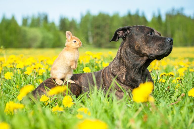 american staffordshire terrier mit kaninchen im gras