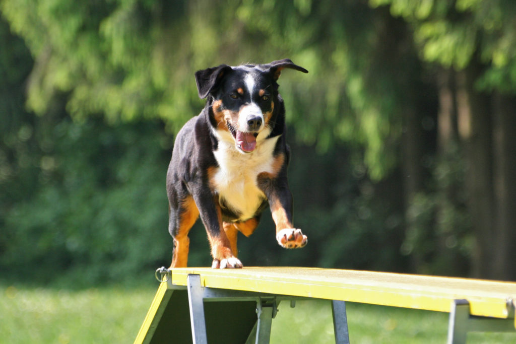 appenzeller sennenhund auf defility rampe appenzeller sennenhund auf defility rampe