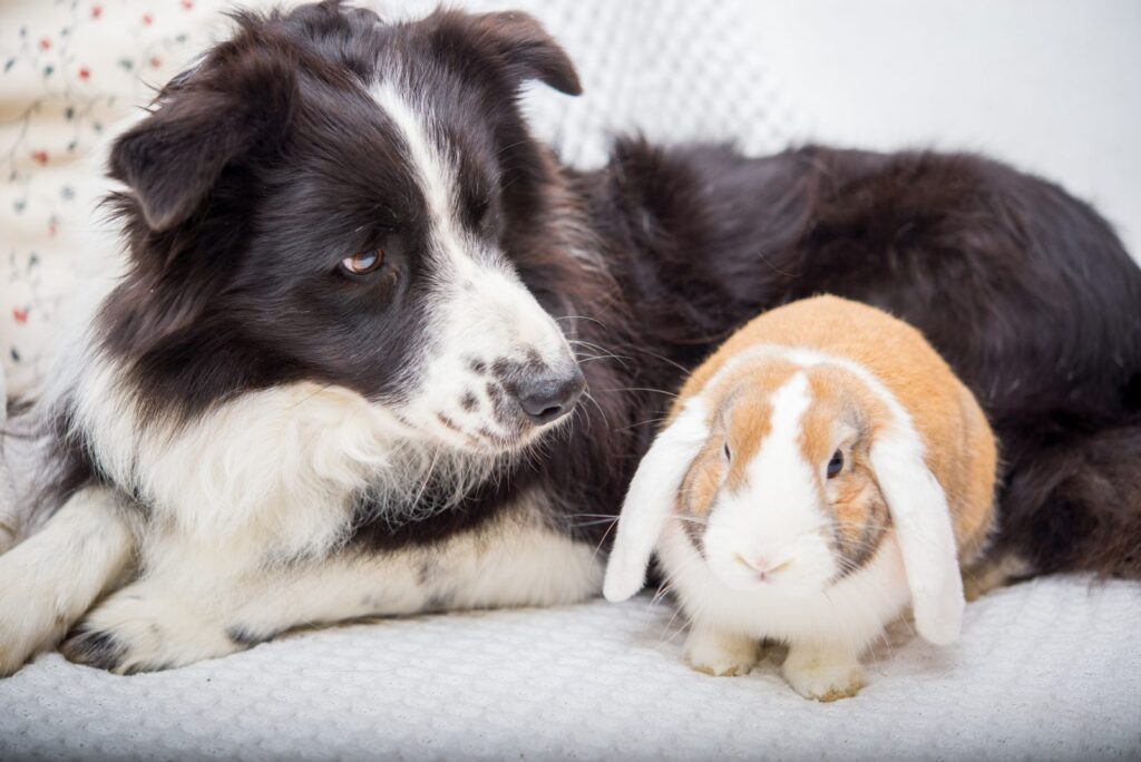 border collie mit kaninchen