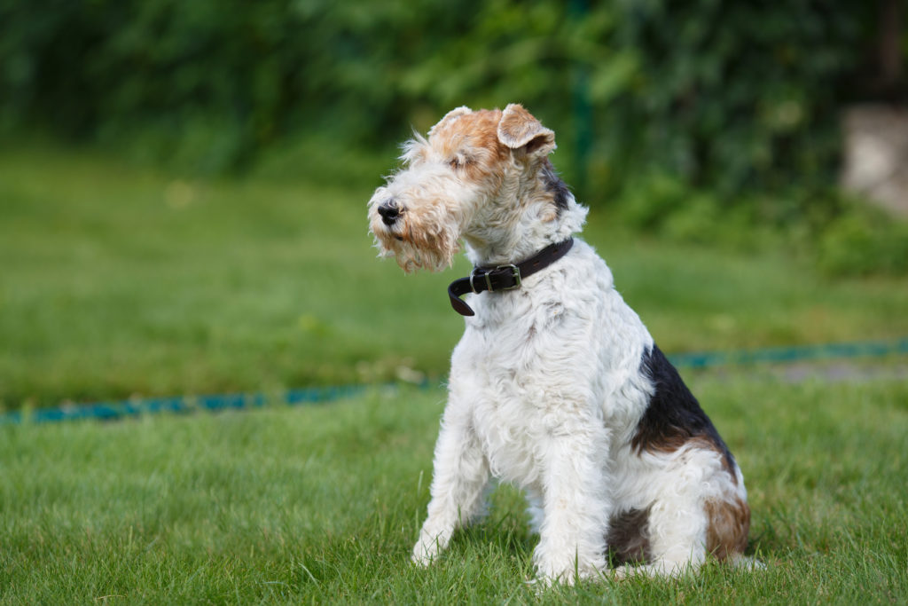 drahthaar foxterrier im grass