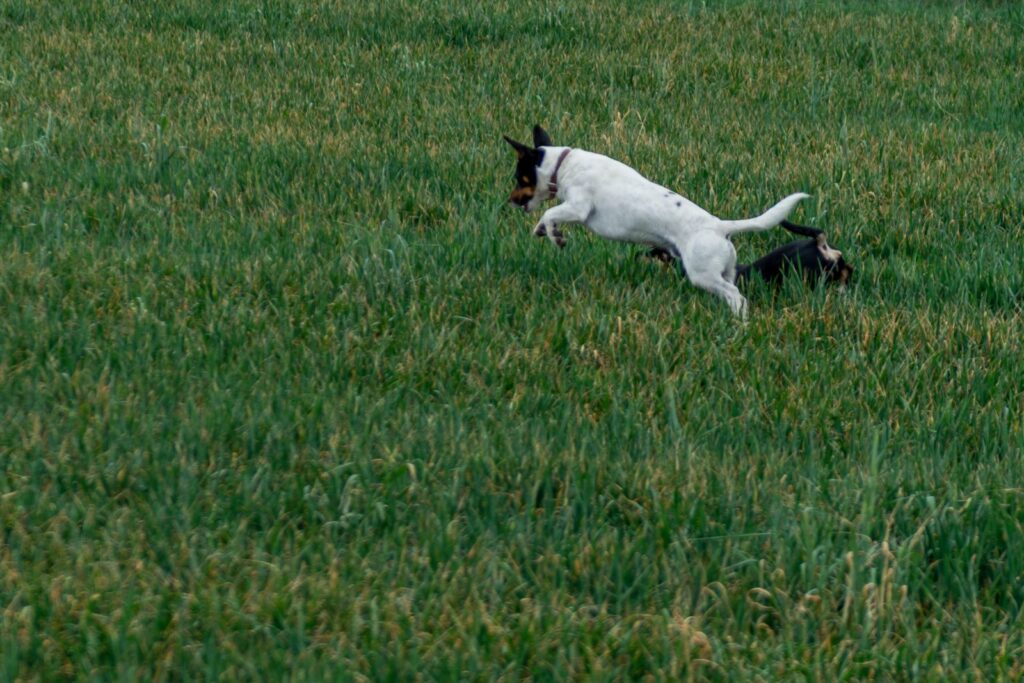 hunde jagen ratten im gras