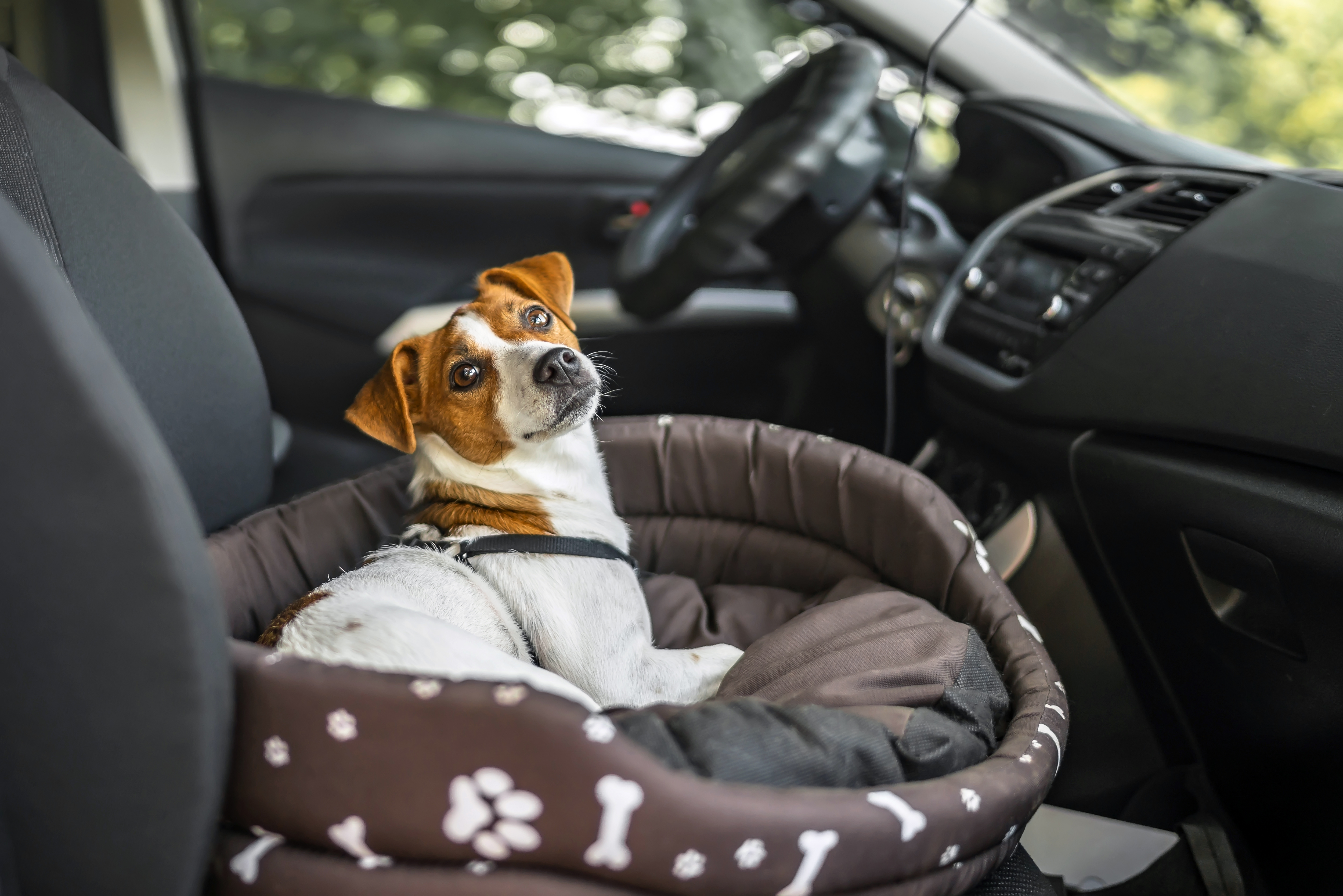 jack russell hundebett im auto