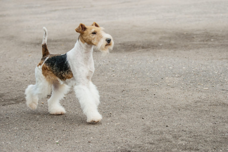 junge drahthaar foxterrier