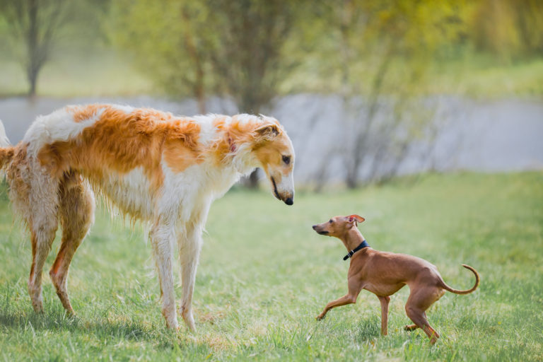 Kleiner oder großer Hund