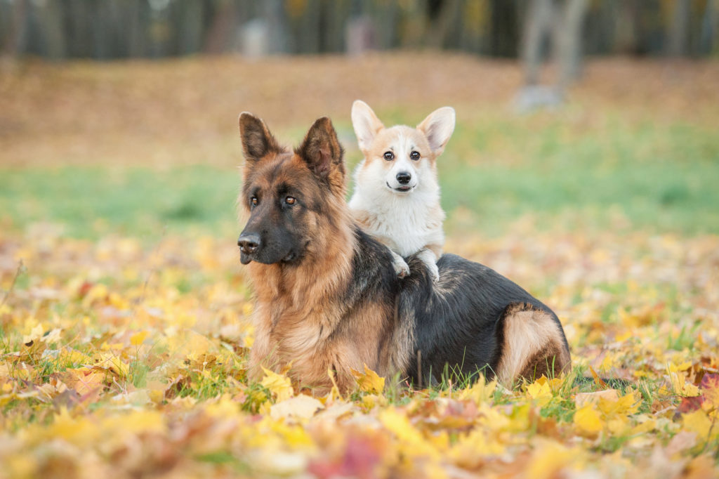 pembroke welsh corgi welpe mit deutscher schäferhund pembroke welsh corgi welpe mit deutscher schäferhund
