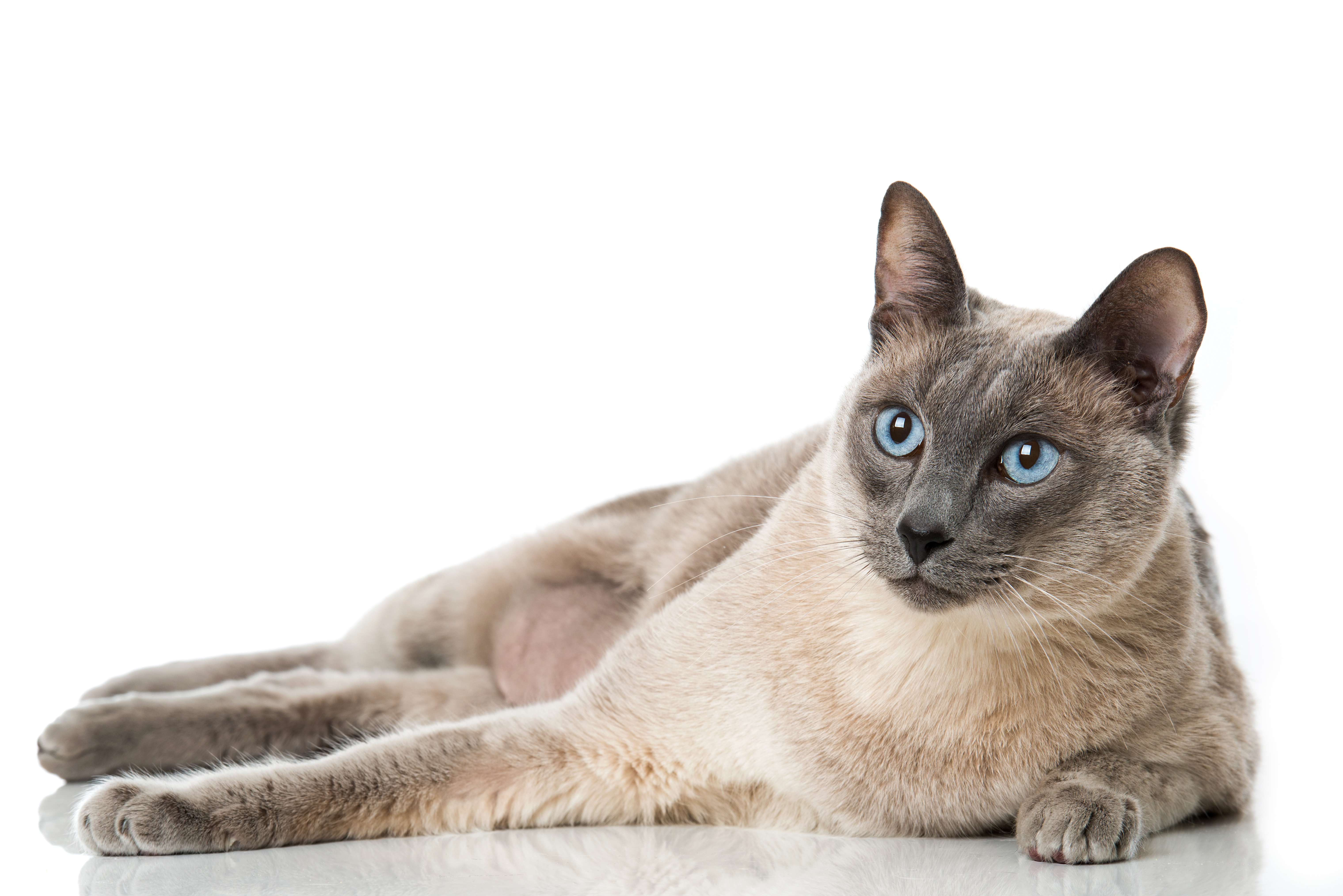 tonkanese katze