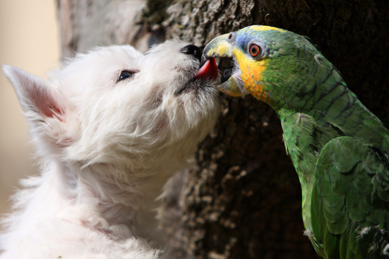 westie hund mit papagei