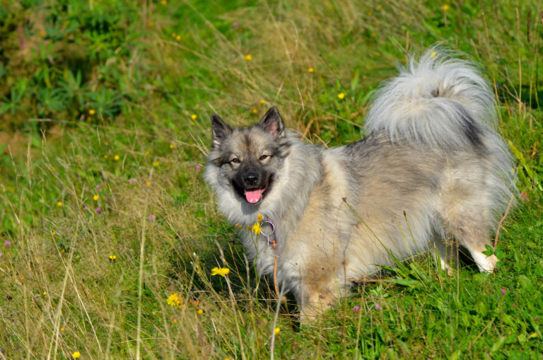 wolfsspitz im grass