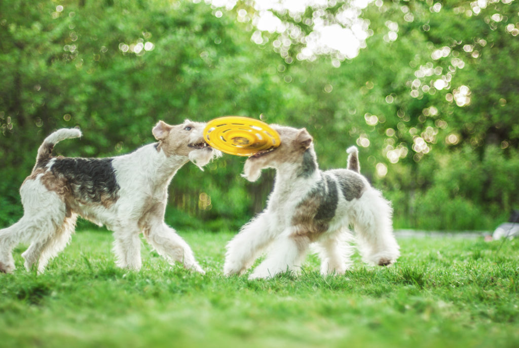 zwei drahthaar foxterrier spielen mit frisbee