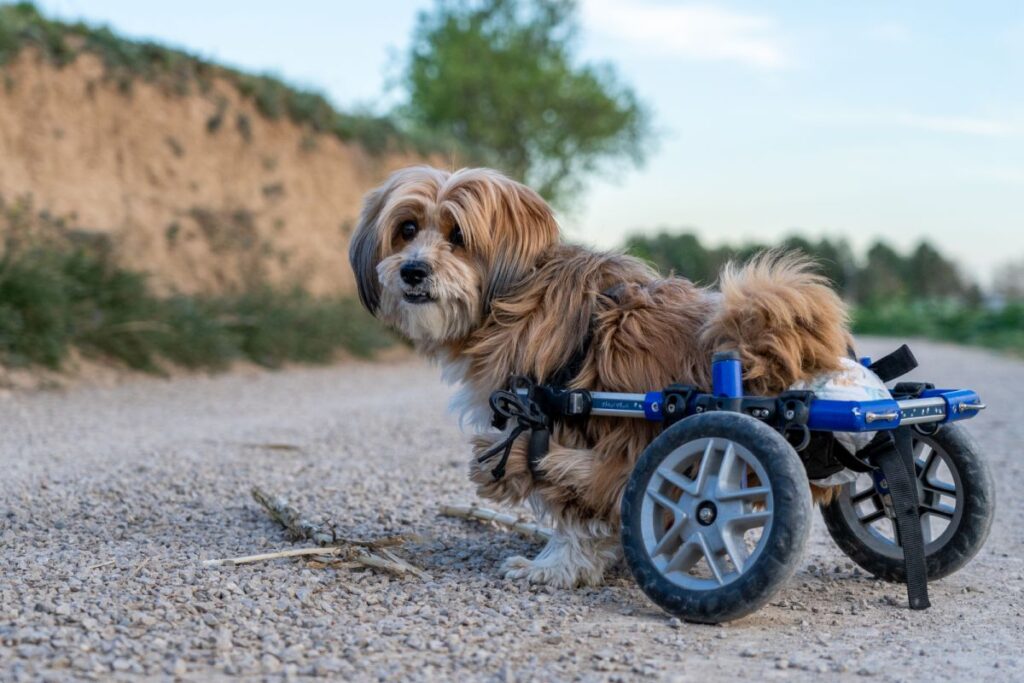 Hund mit Lähmung