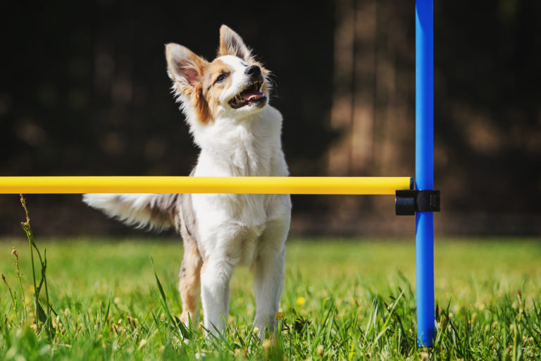 agility mit kleinem hund