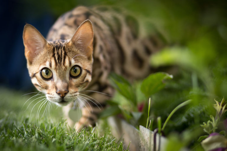 Hybridkatze der Rasse Bengal läuft durch den Garten