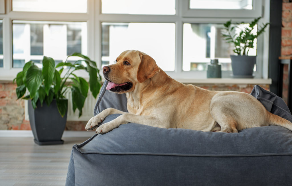 hund auf orthopädisches hundebett