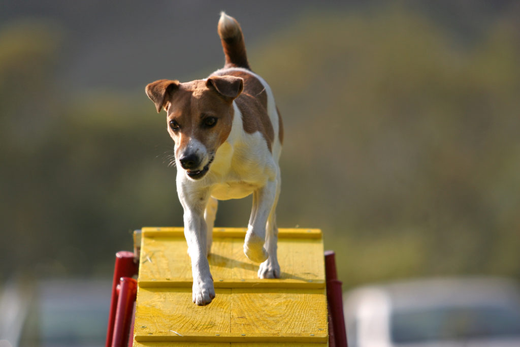 Ein Jack Russel Terrier läuft über eine Agility-Rampe jack russel terrier auf agility rampe
