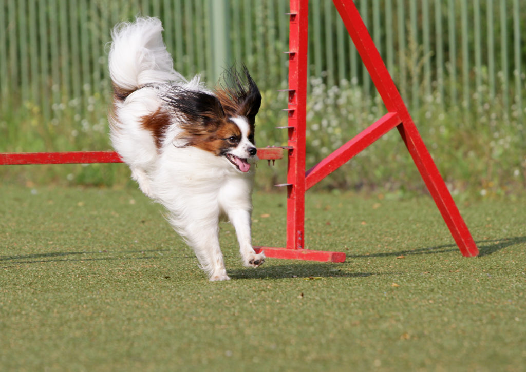Ein Papillon springt über eine rote Agility-Hürde papillon springt über agility hürde