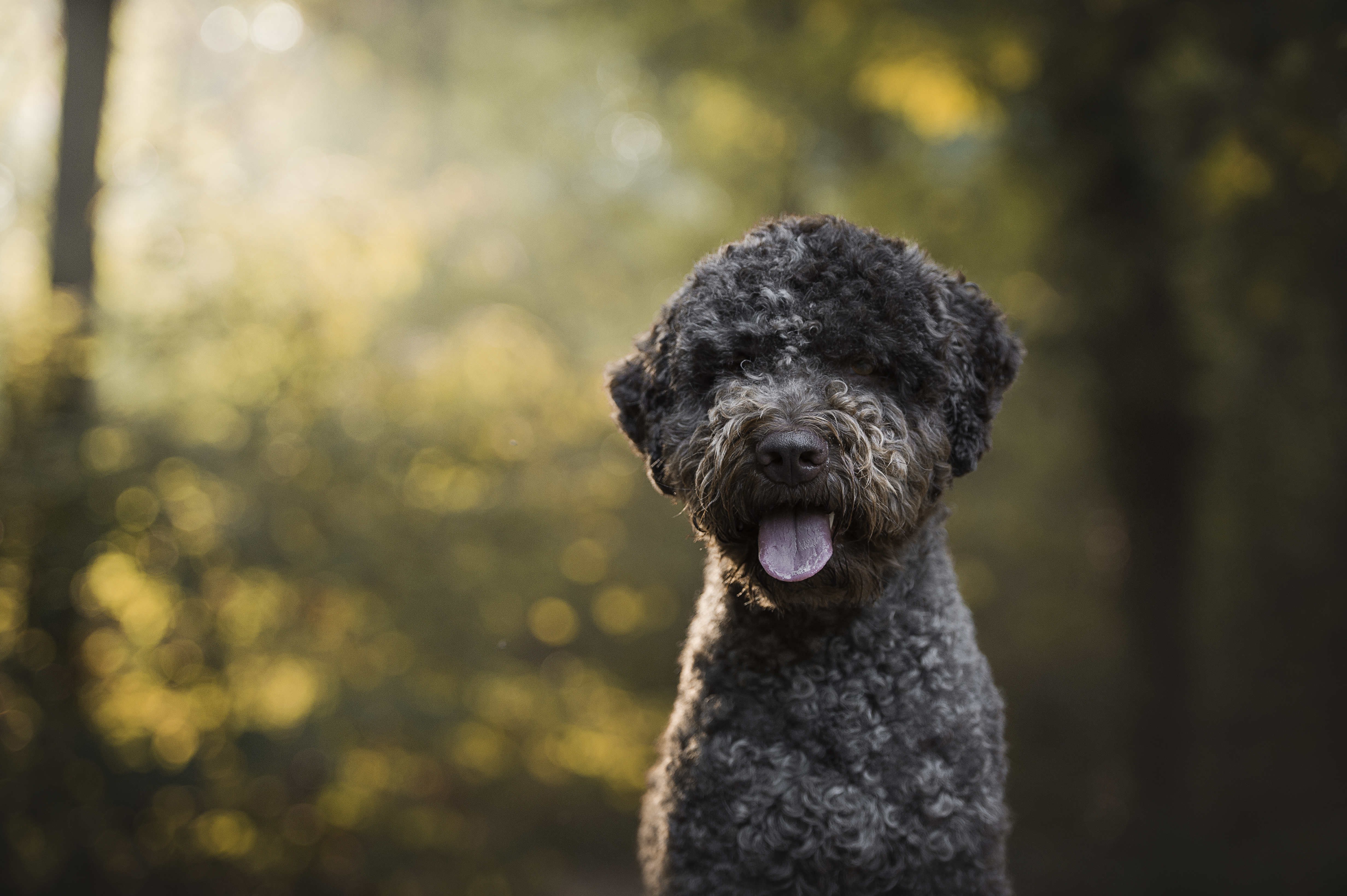 lagotto romagnolo hund