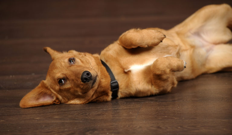 Blähungen beim Hund verursachen Bauchschmerzen