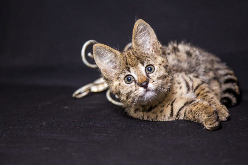 Ein Savannah Kätzchen liegt auf einer Decke.