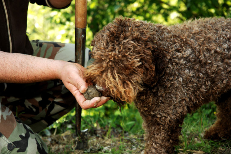 trüffelhund (Lagotto Romagnolo) mit trüffel