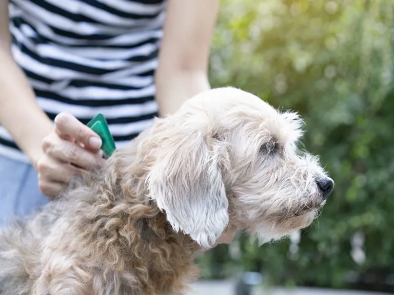 Hund wird mit Spot on vor der Ehrlichiose geschützt