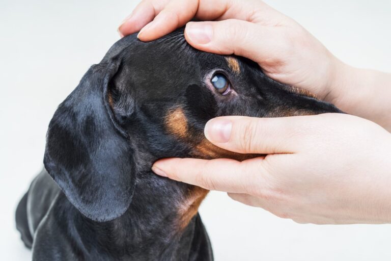 Grauer Star beim Hund