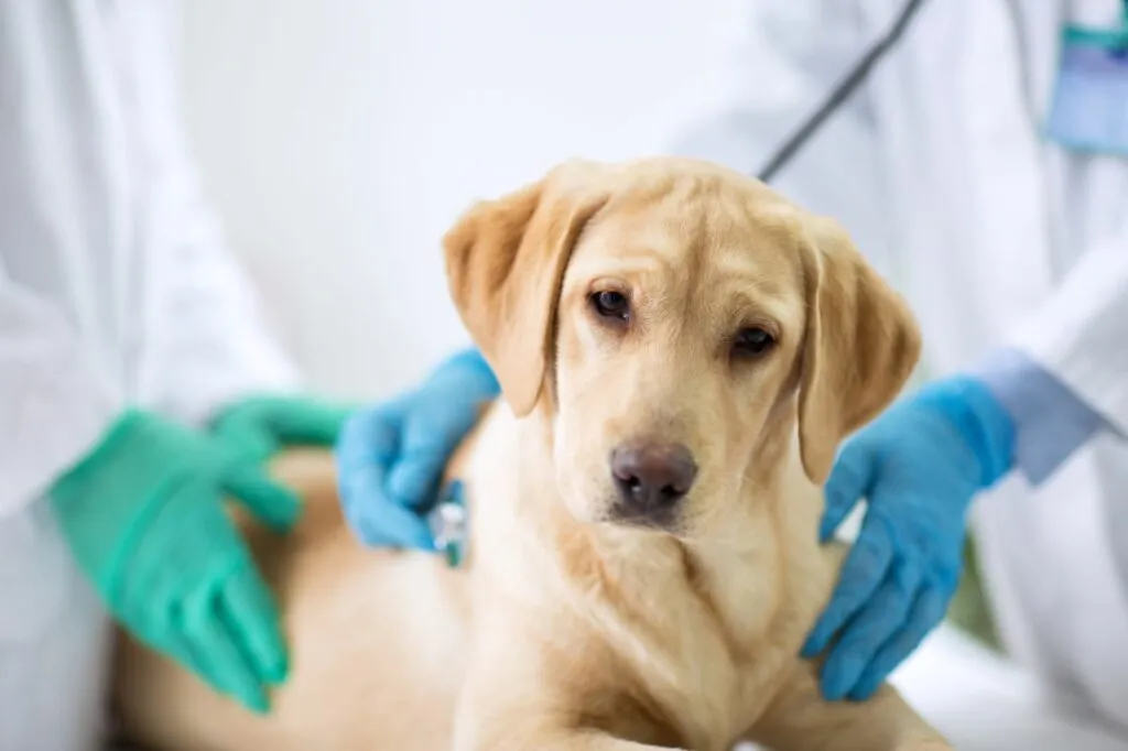 Hund Zwingerhusten Tierarzt