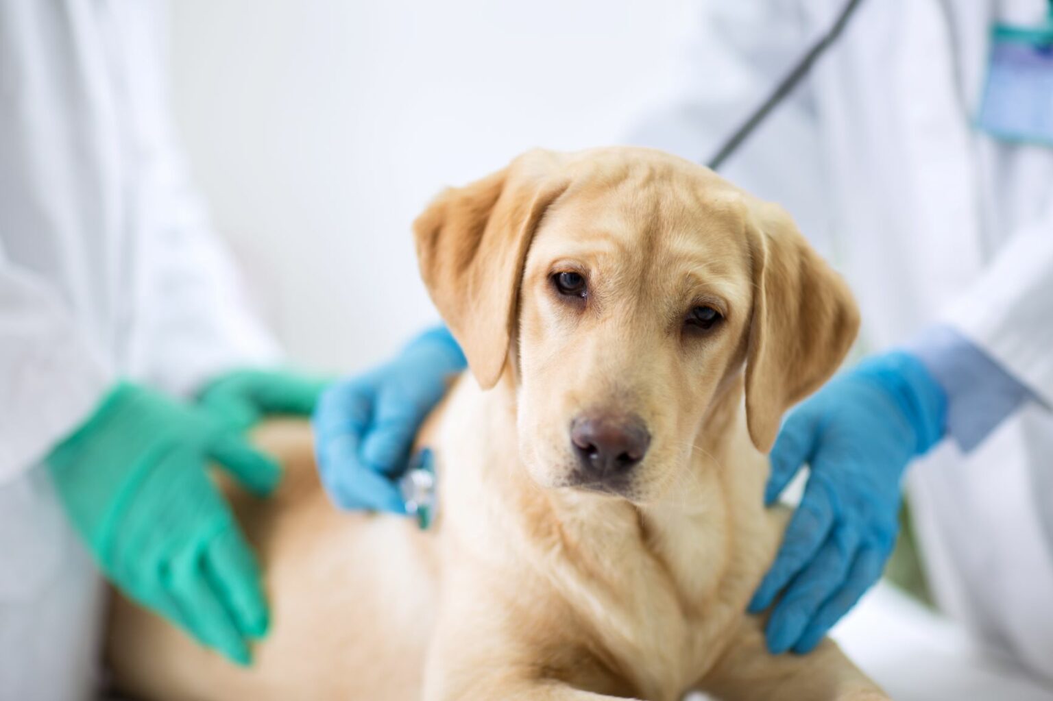 Zwingerhusten beim Hund Symptome & Behandlung zooplus