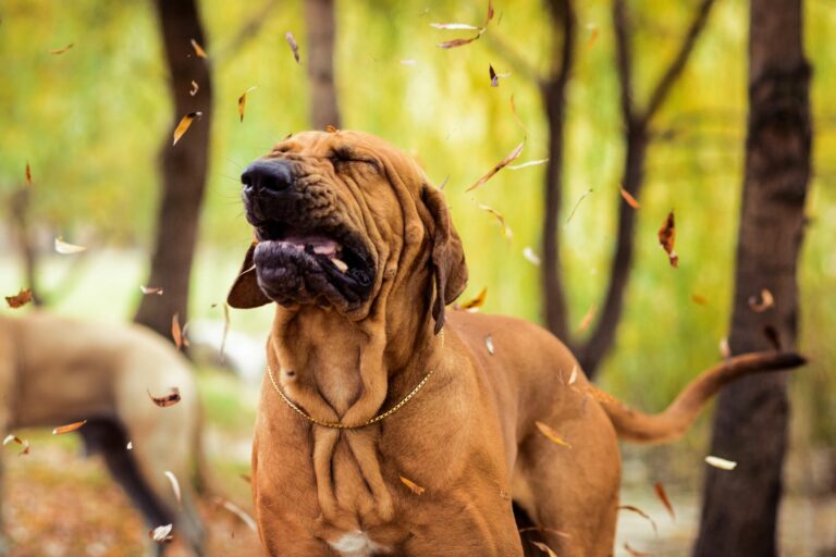 Fila Brasileiro mit Zwingerhusten