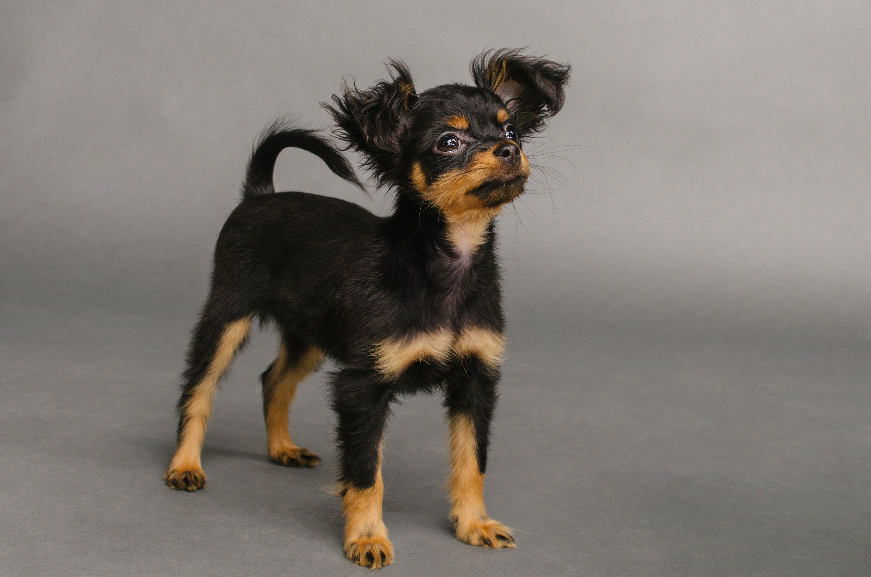 Russkiy Toy: A Small Dog with a Big Personality Russkiy Toy: A Small Dog with a Big Personality